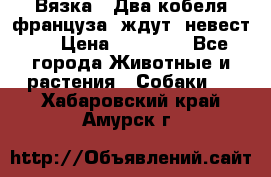  Вязка ! Два кобеля француза ,ждут  невест.. › Цена ­ 11 000 - Все города Животные и растения » Собаки   . Хабаровский край,Амурск г.